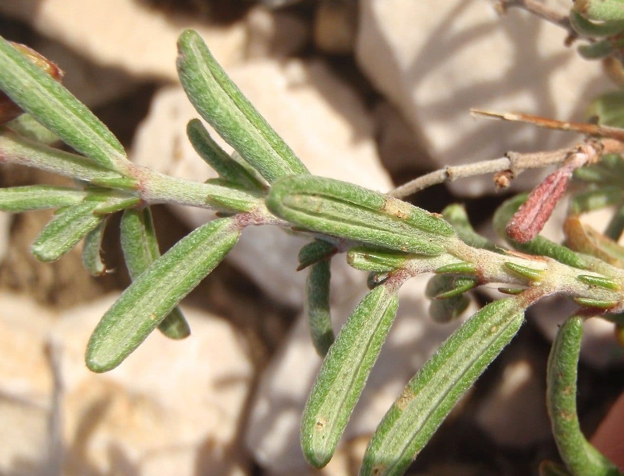 Eliantemo violaceo 14