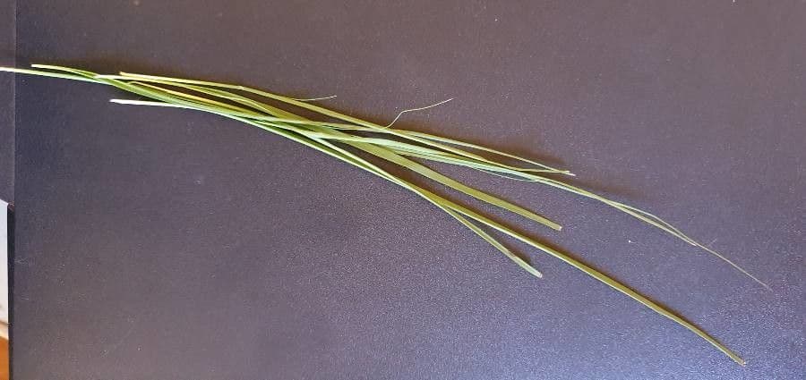 Sporobolus 10