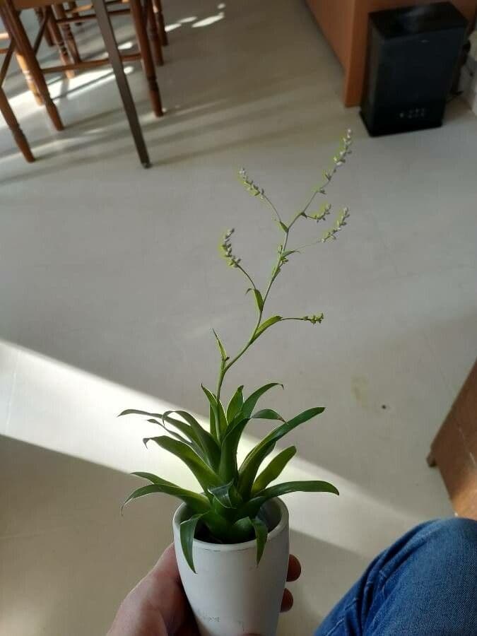 Catopsis sessiliflora 15