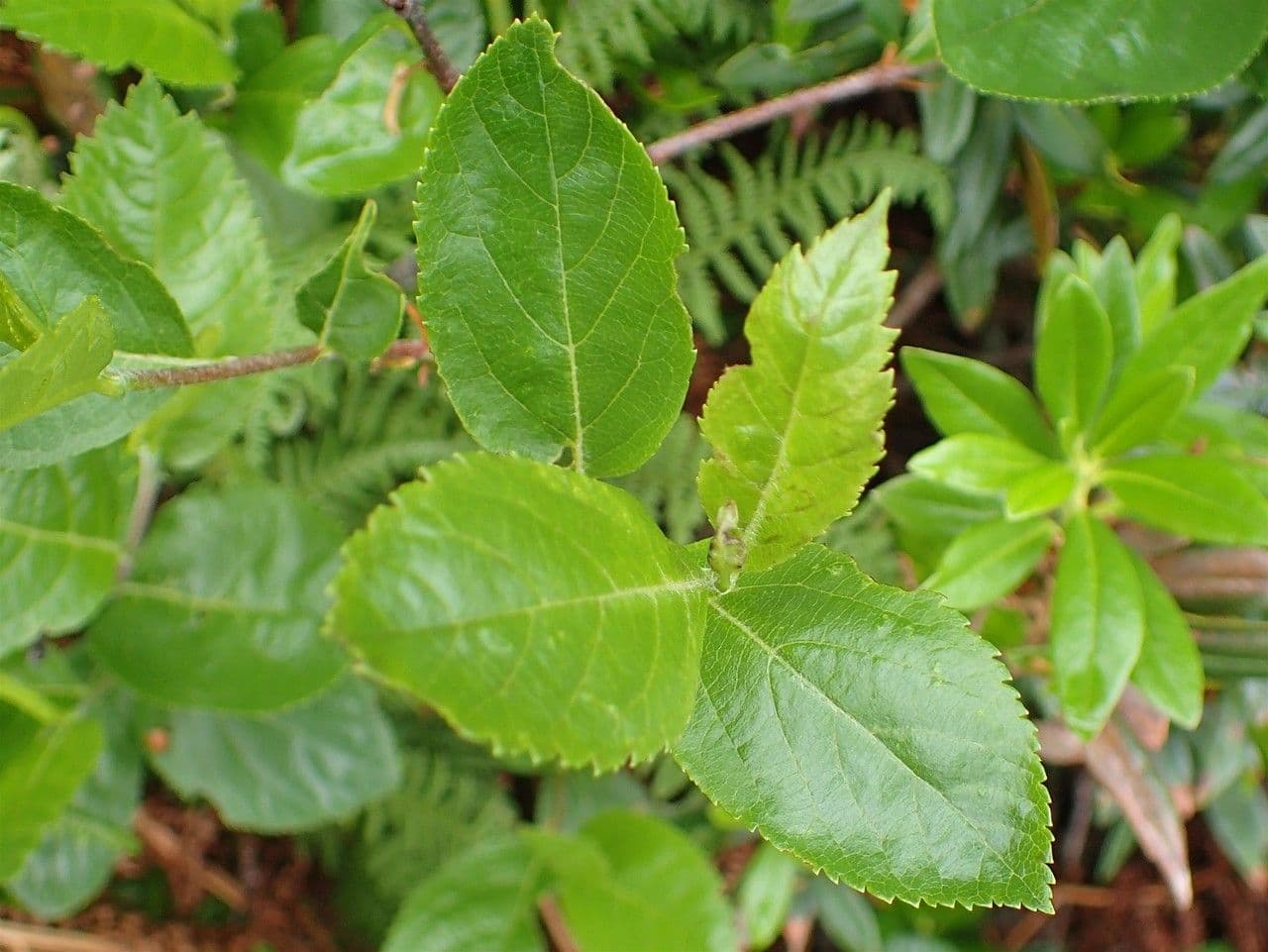 Cotonéaster alpin 17