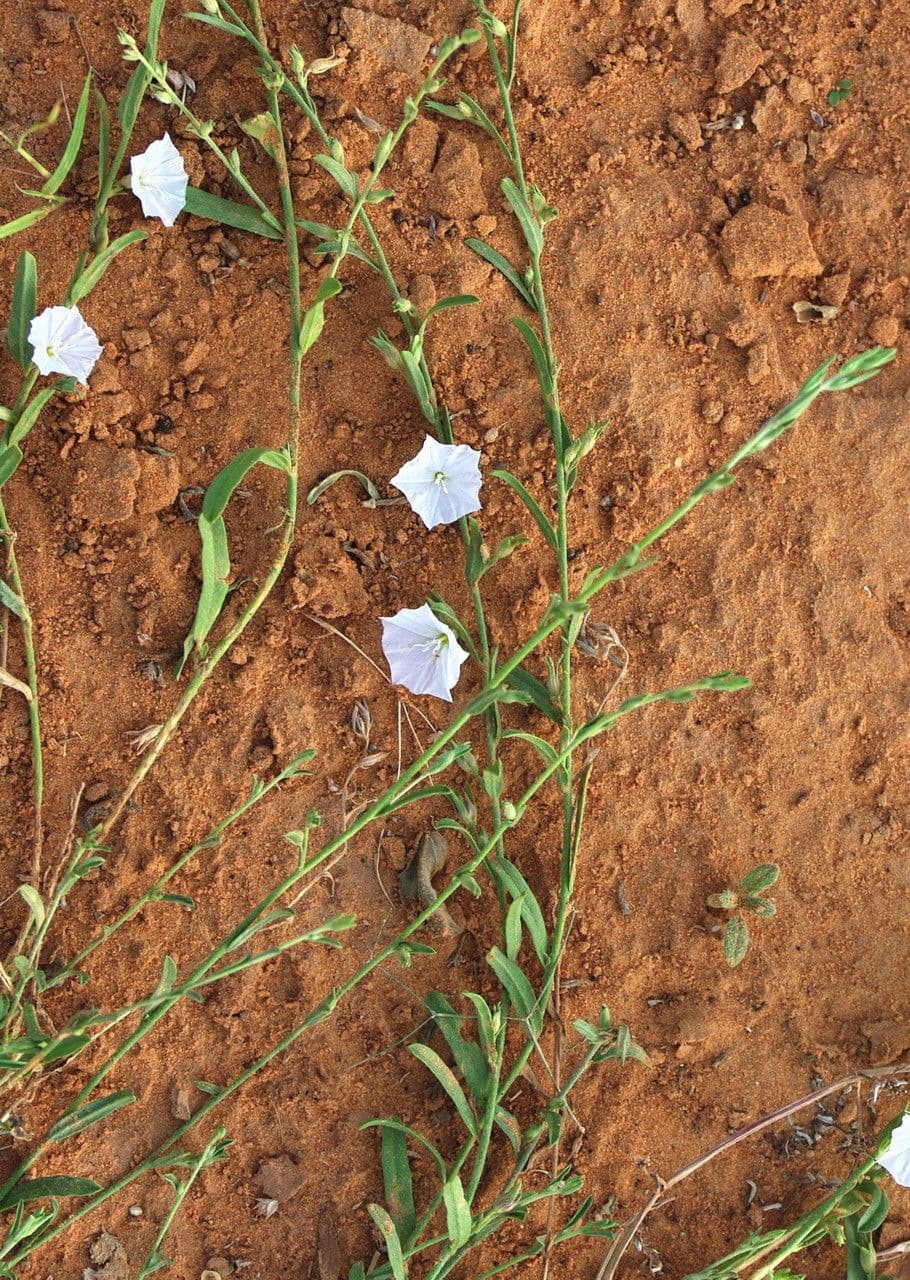 Iskerník plazivý 11