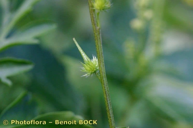 Succowia balearica 21
