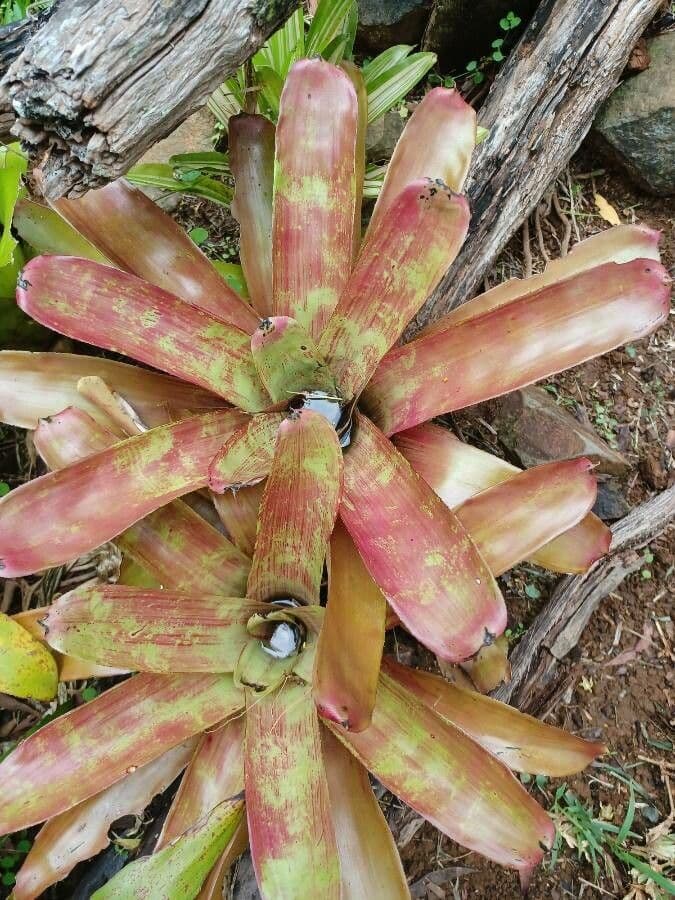 Neoregelia