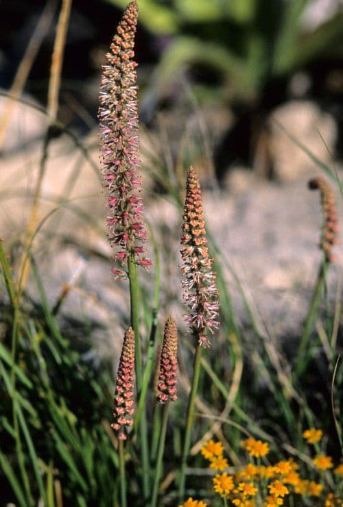 Schoenocaulon