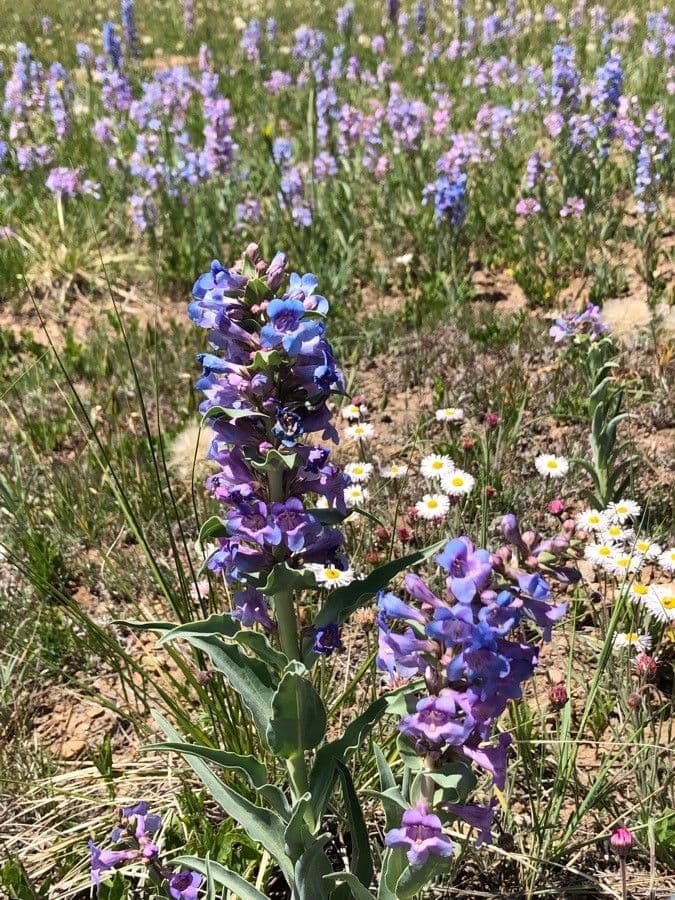 Penstemon 2