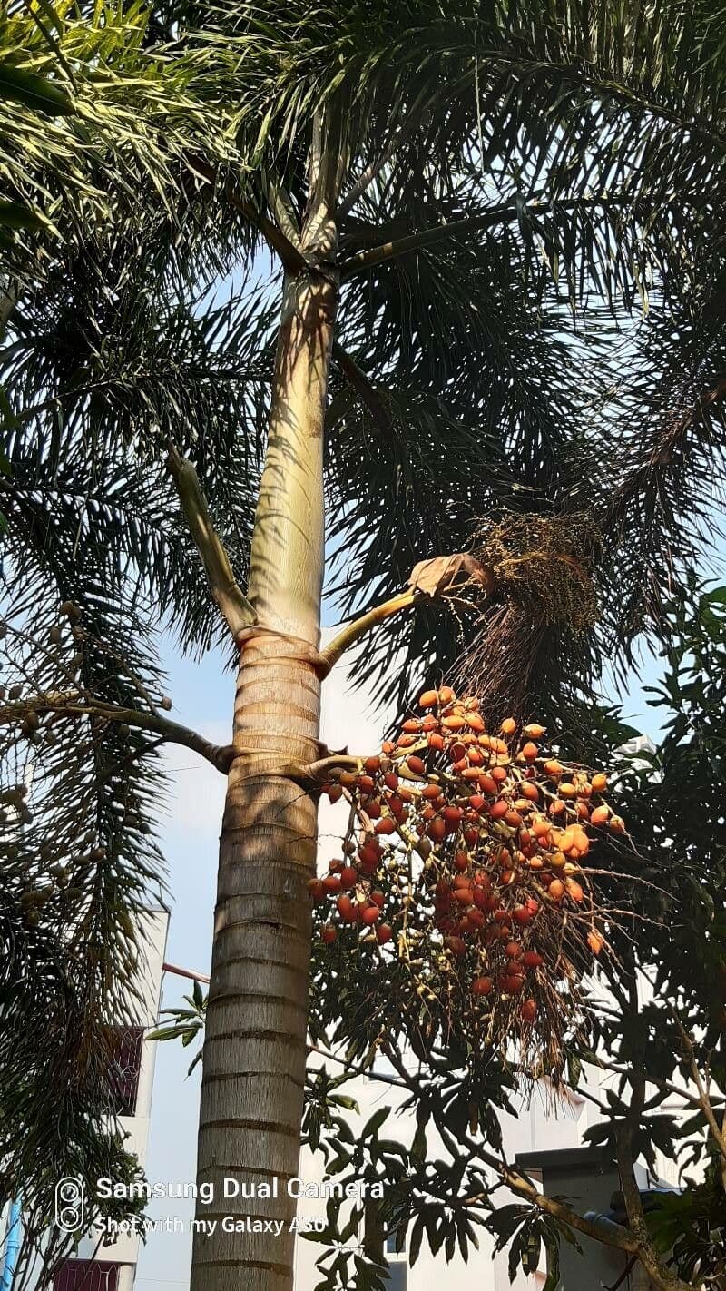 Fuchsschwanzpalme 4