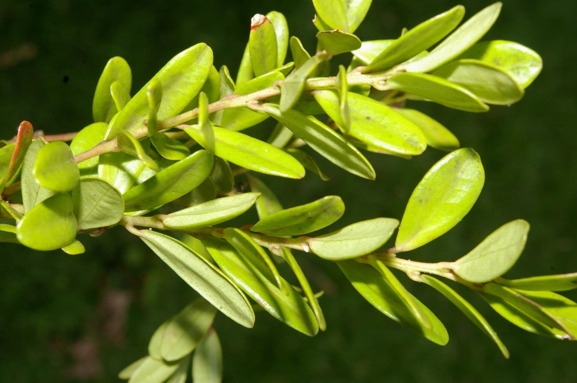 Cavendishia 18