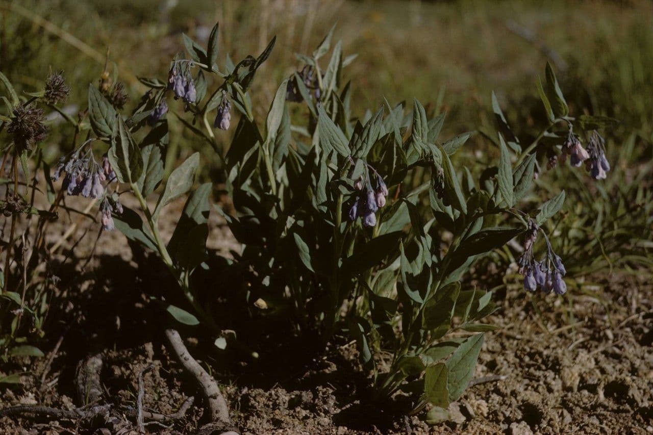 Mertensia ciliata 8