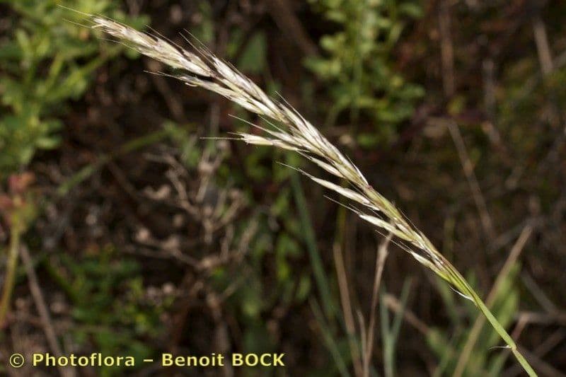 Arrhenatherum bianco