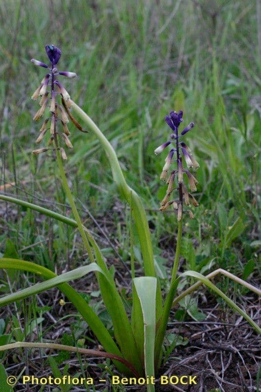 Bellevalia trifogliata 9