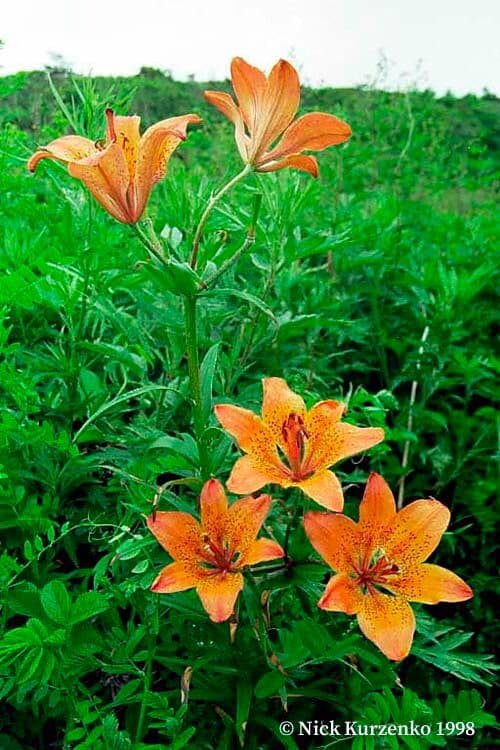 Lilium pensylvanicum