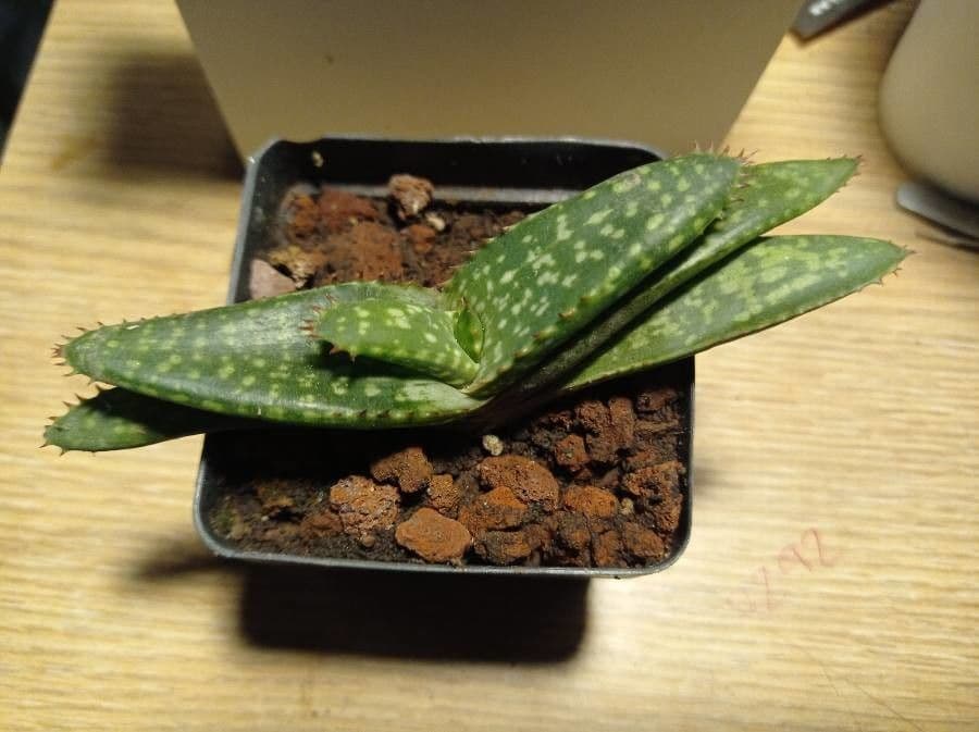 Aloe 3