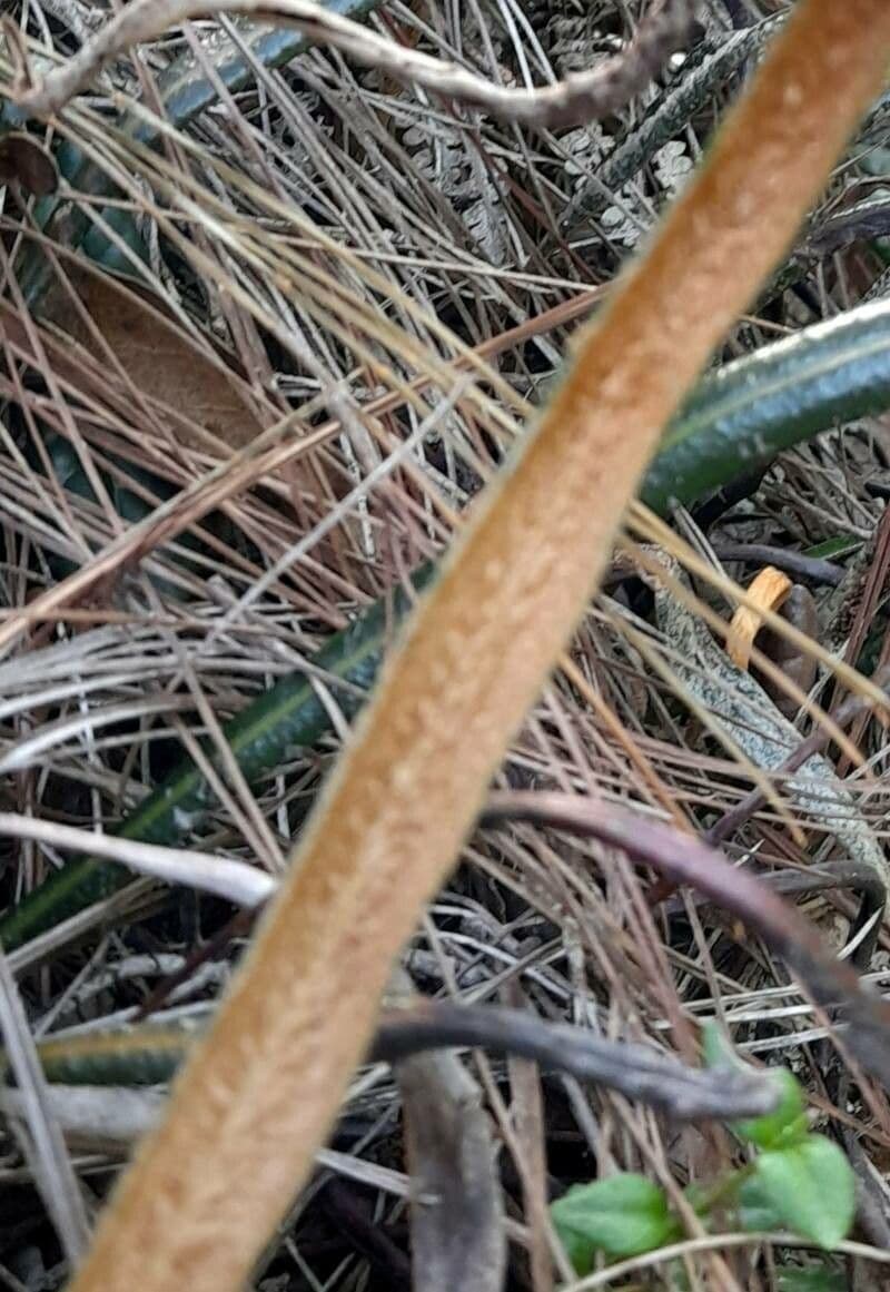 Elaphoglosse 3
