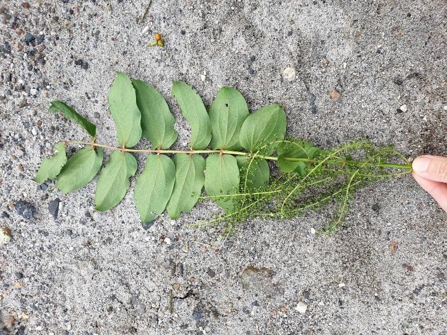 Coriaria arborea 6