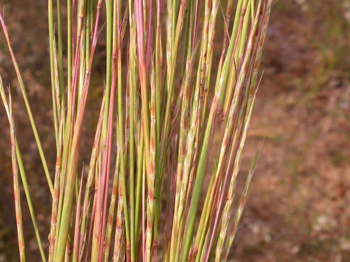 Erba della prateria 2