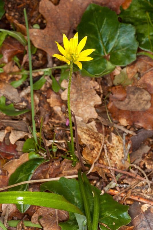 Gagea bohemica 7