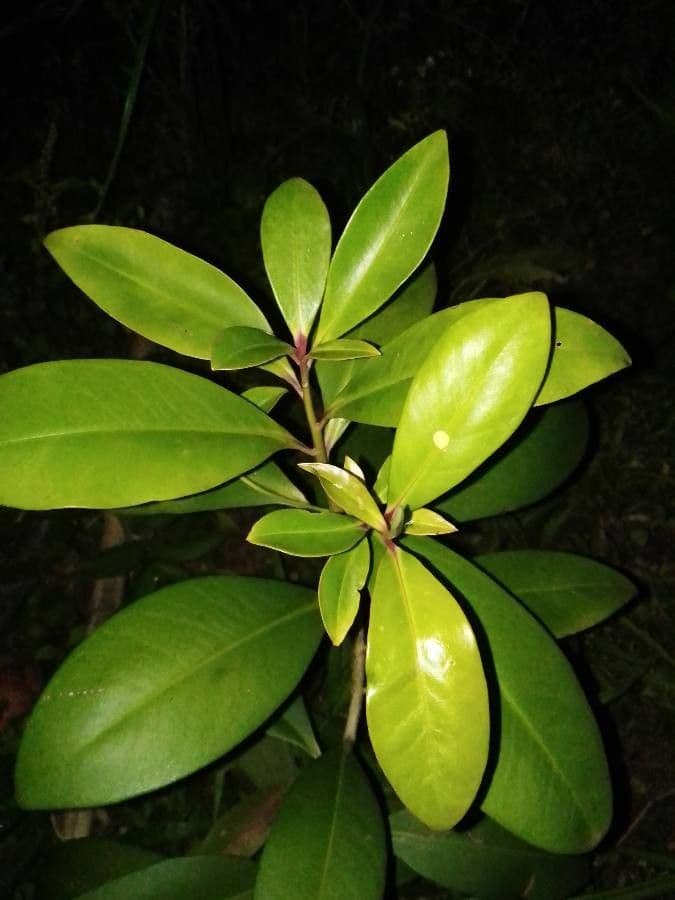 Ardisia eliptická 18