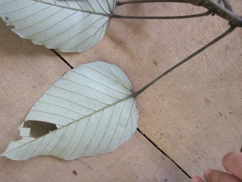 Pourouma 3