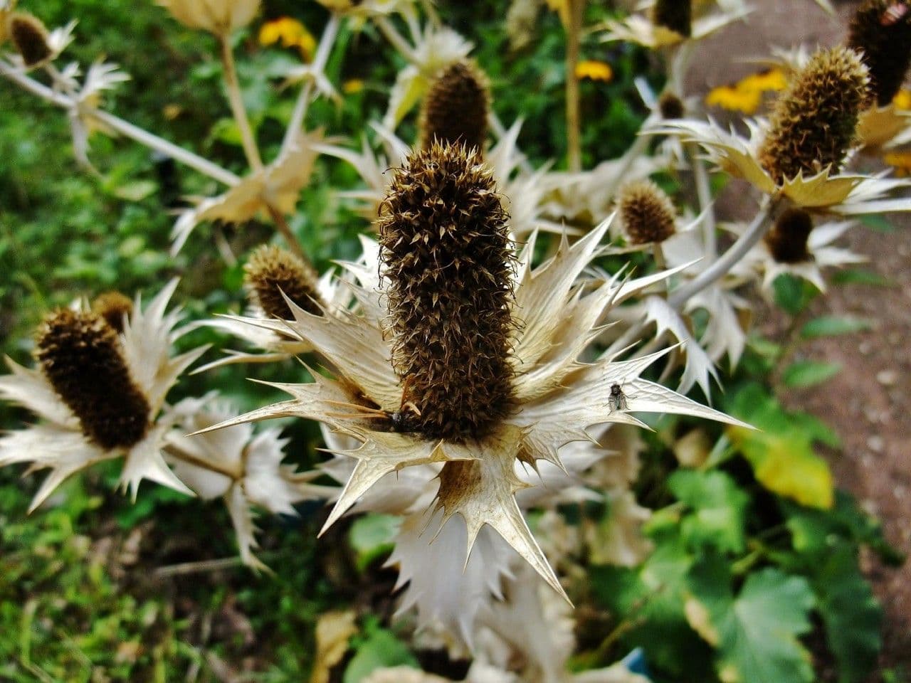 Panicaut géant 2