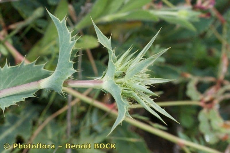 Panicaut 11