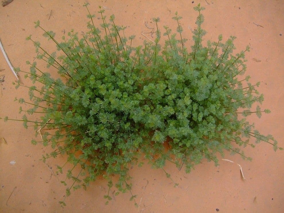 Lavanda