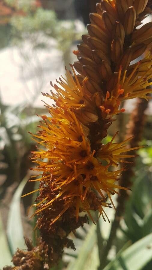 Dyckia 2
