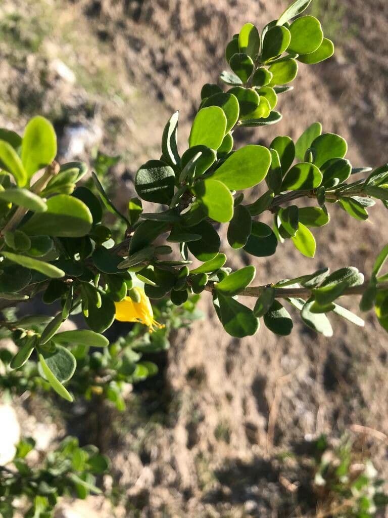Zygophyllum 12