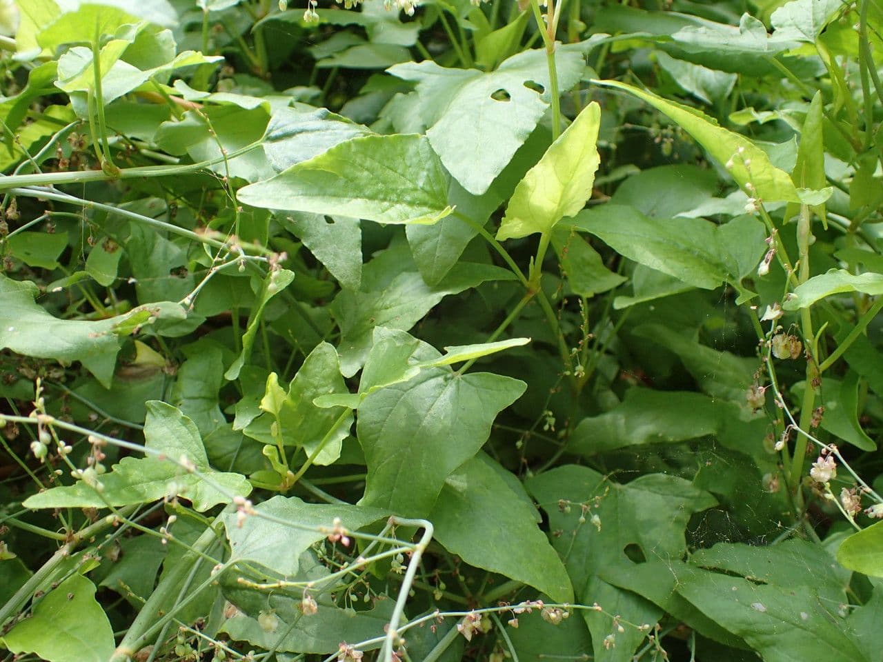 Rumex maderensis 11