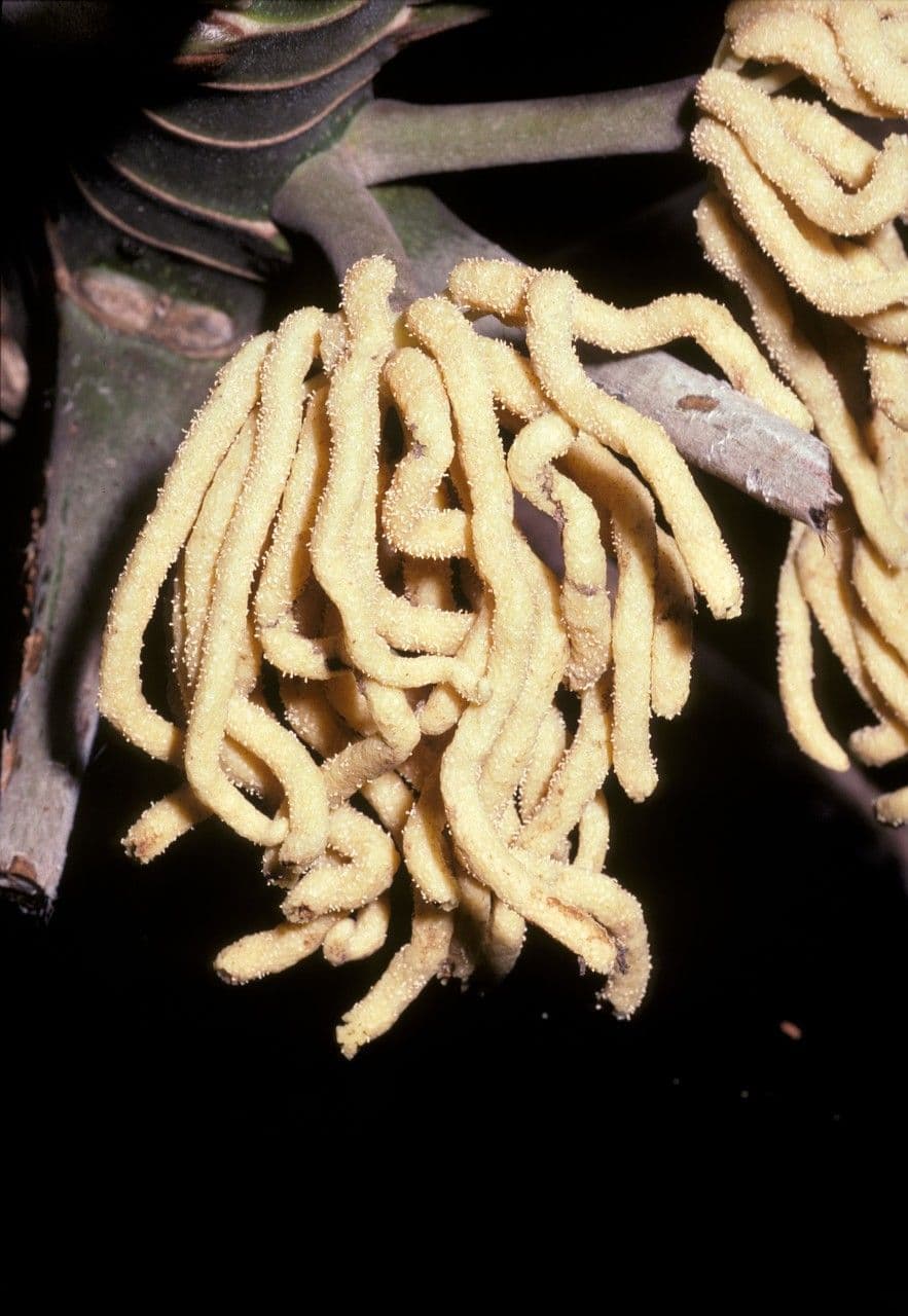 Cecropia