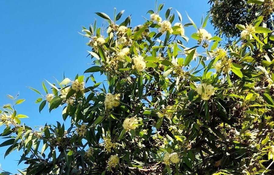 Eukalyptus" 3