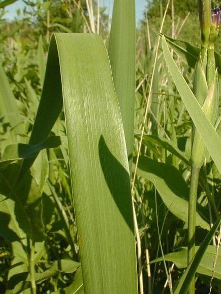 Iris 11