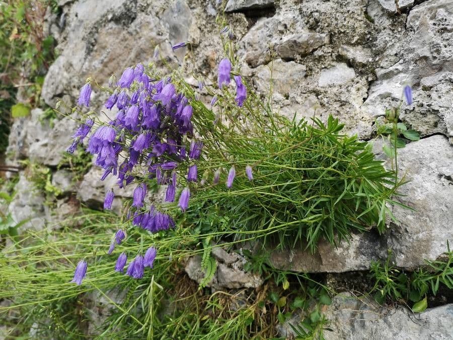 Campanula