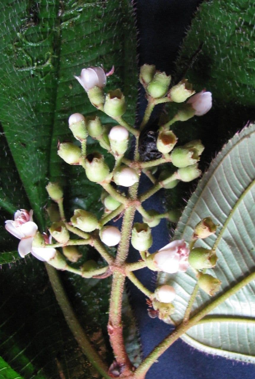 Miconia 4