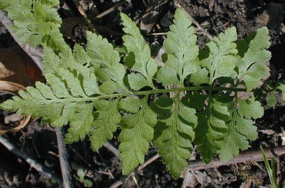 Cystopteris protrusa 7