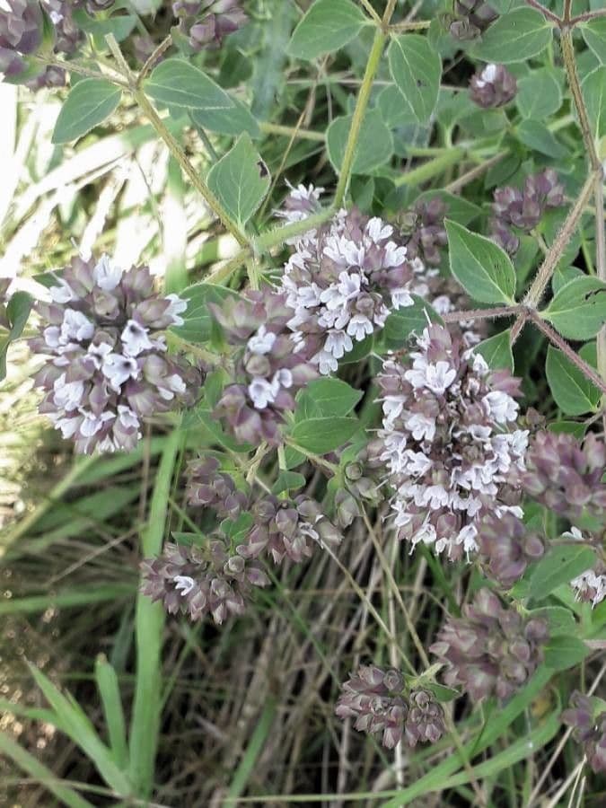 Oregano 30