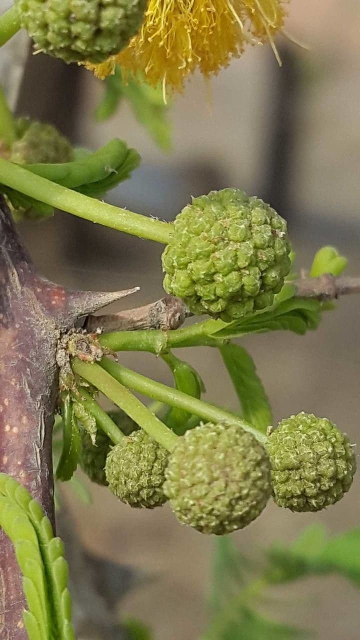 Acacia erioloba 10