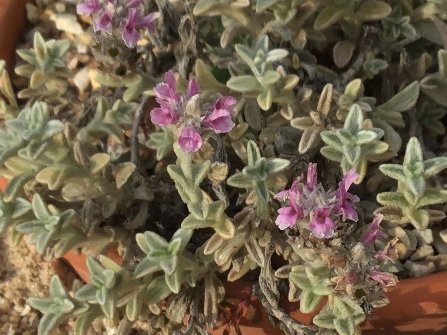 Sideritis 6