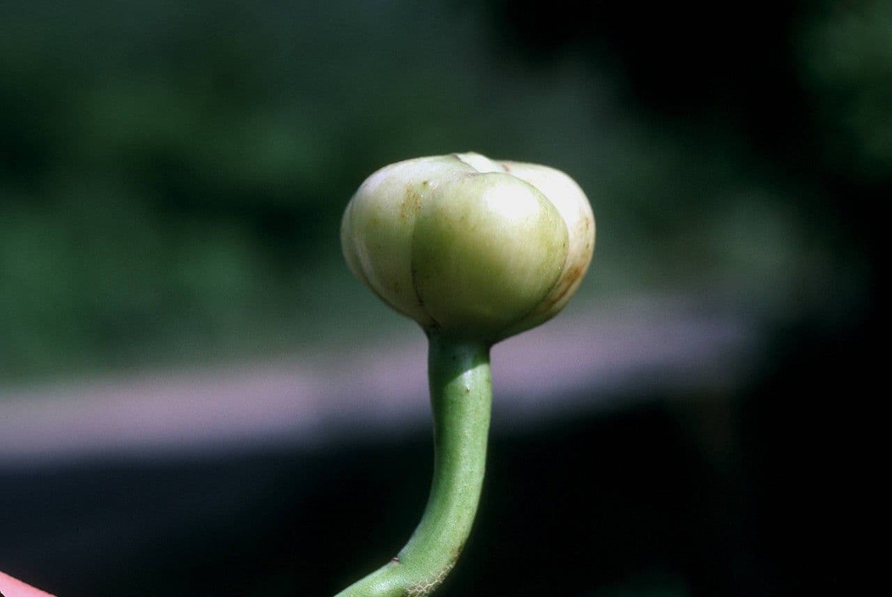 Ipomoea violacea