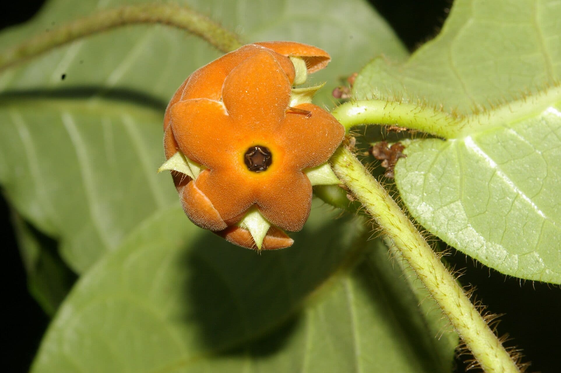 Macroscepis 8