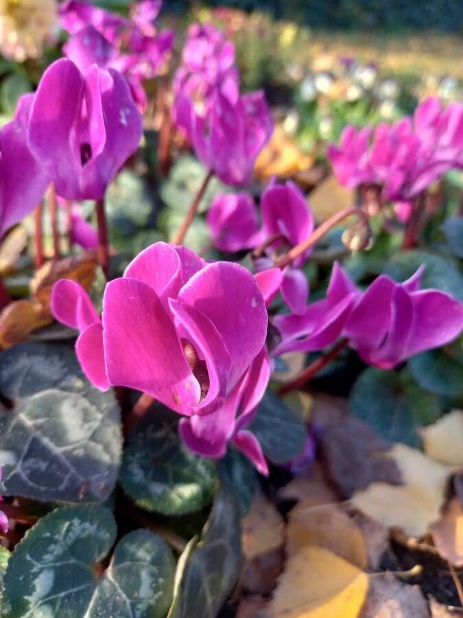 Cyclamen 5