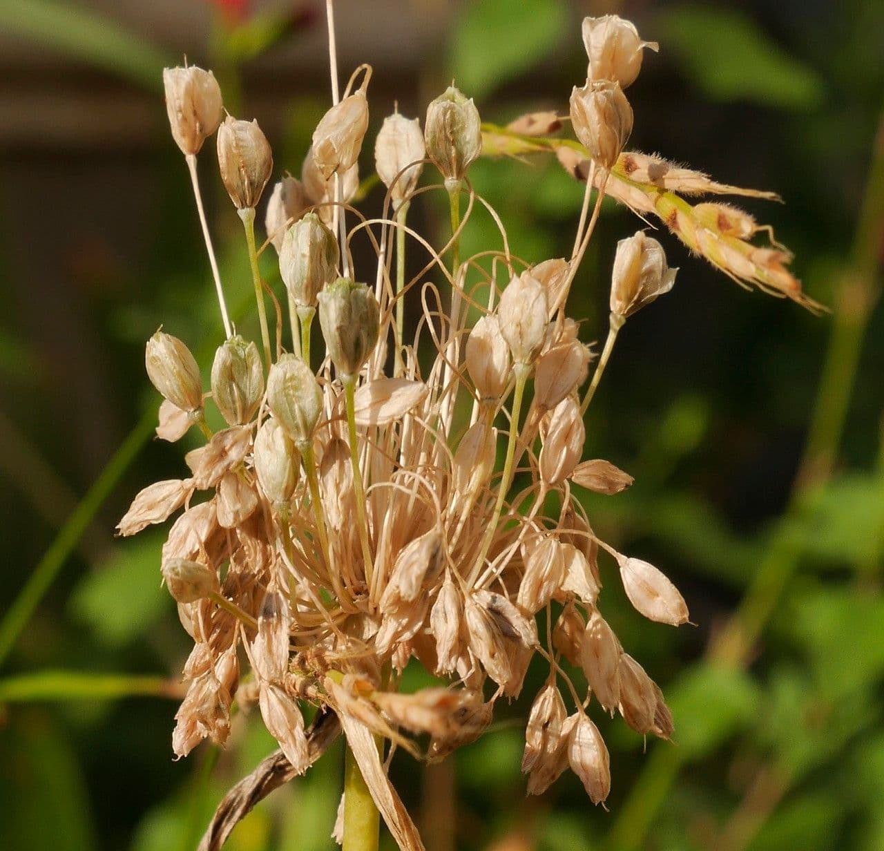 Aglio paniculato 2