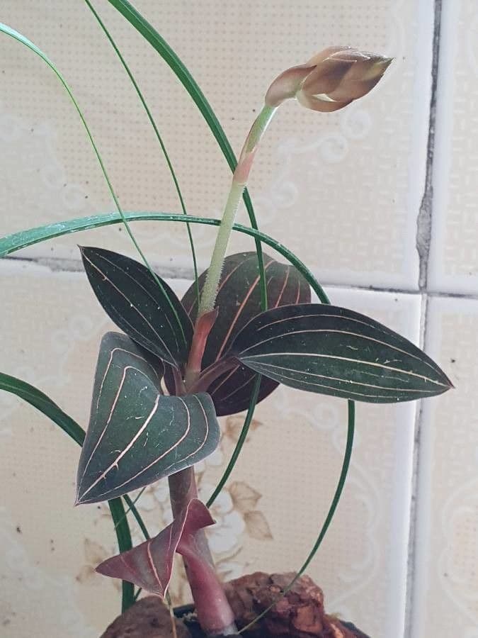 Schmuckorchidee 2
