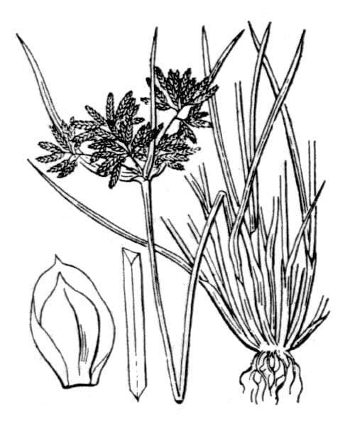Zigolo fosco 25