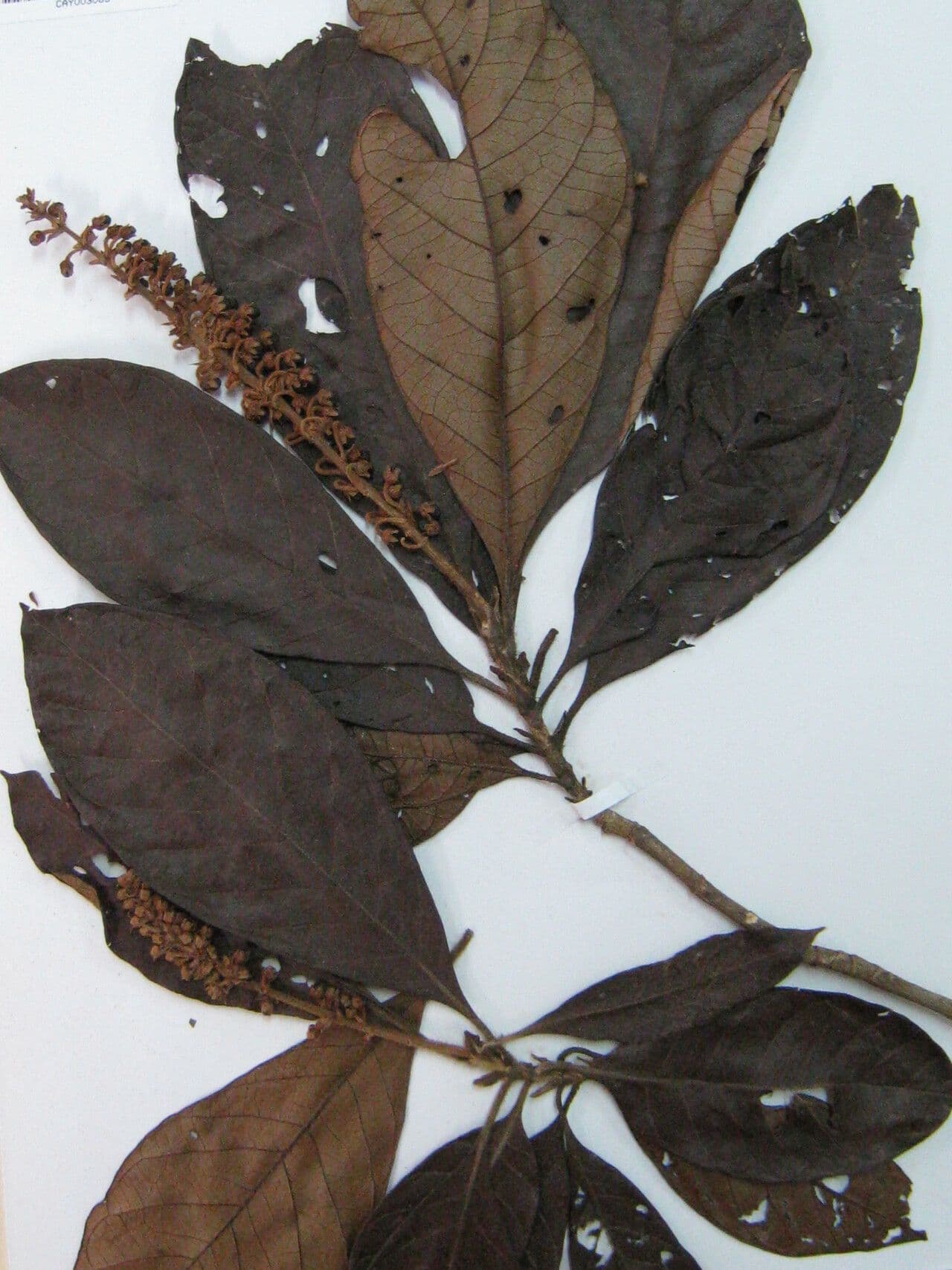 Byrsonima