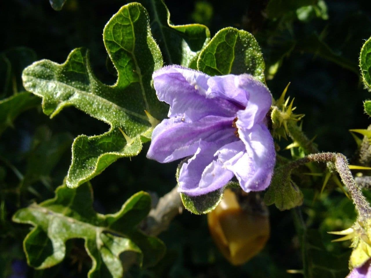 Solanum 10