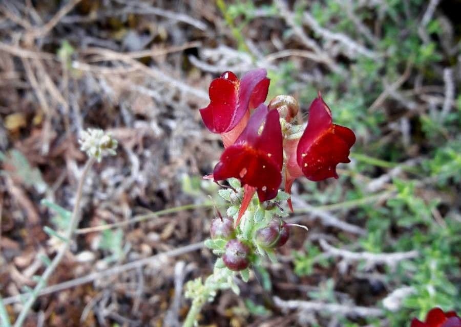 Linaria 2