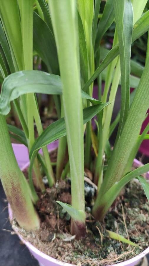 Siam-Tulpe 20