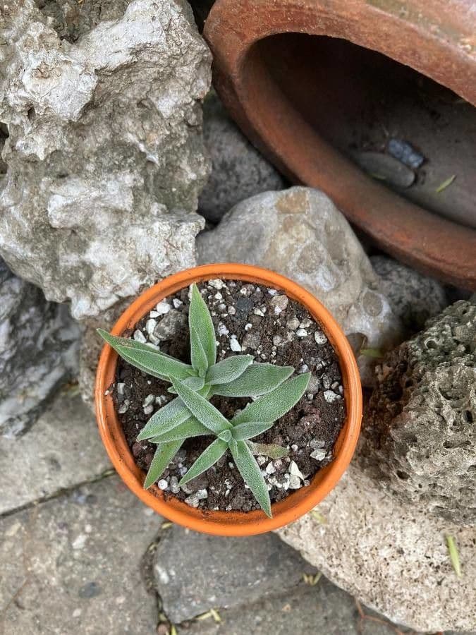 Crassula