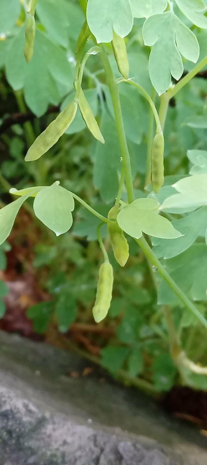 Colombina gialla 4