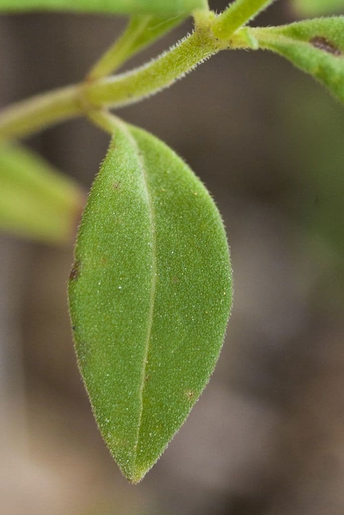 Trichostema Dichotomum 17